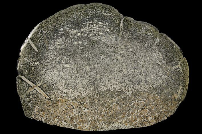 4.8" Pyritized, Polished Iguanodon Bone - Isle Of Wight